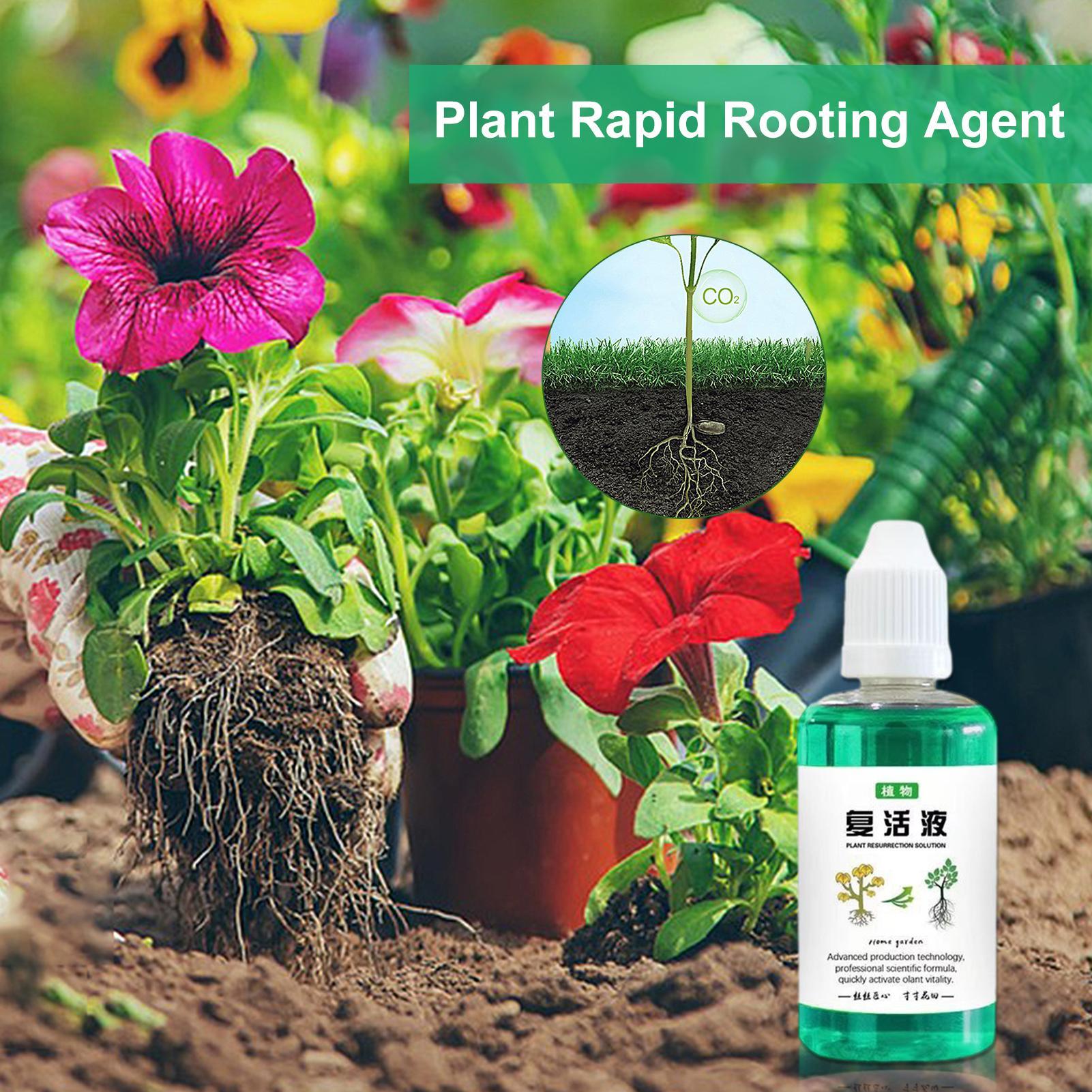 Stimolatore di Radici per Pian - Root Stimulator Liquid recensione e prezzo